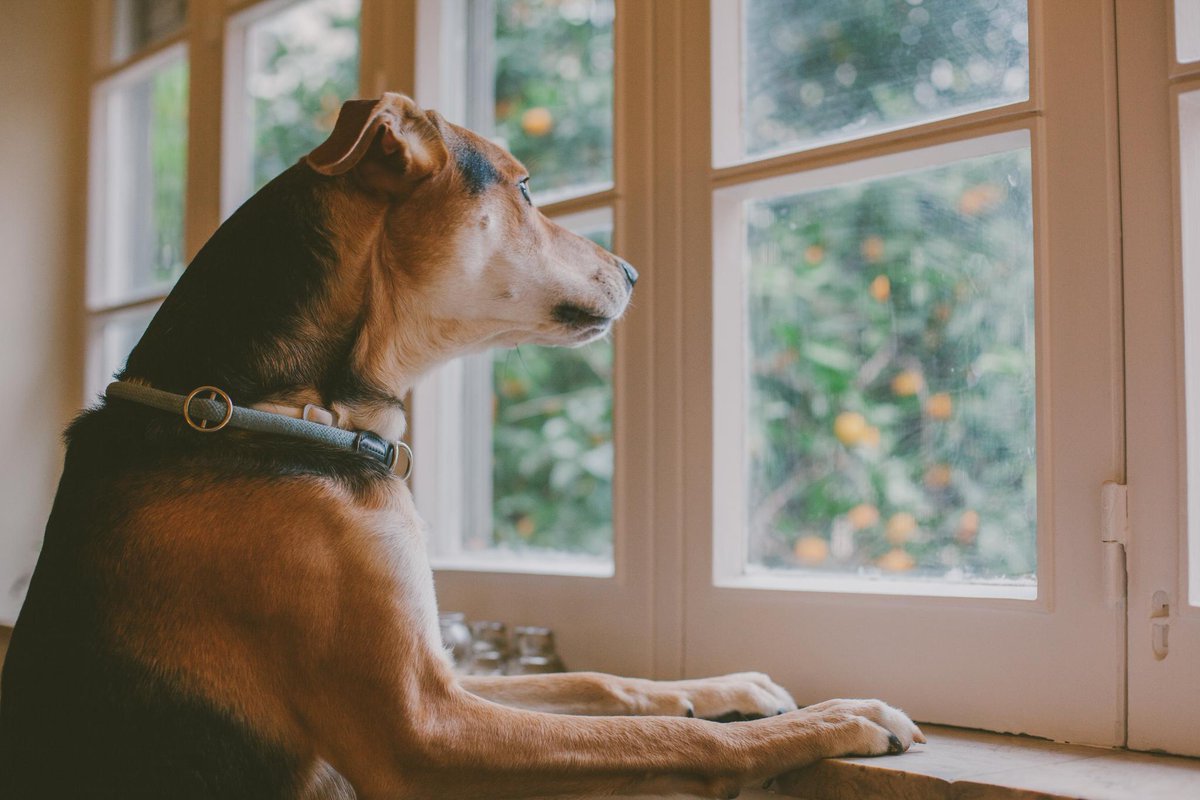 Pet Friendly Alarms Systems